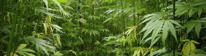 Hemp Awareness and Medical Independence
